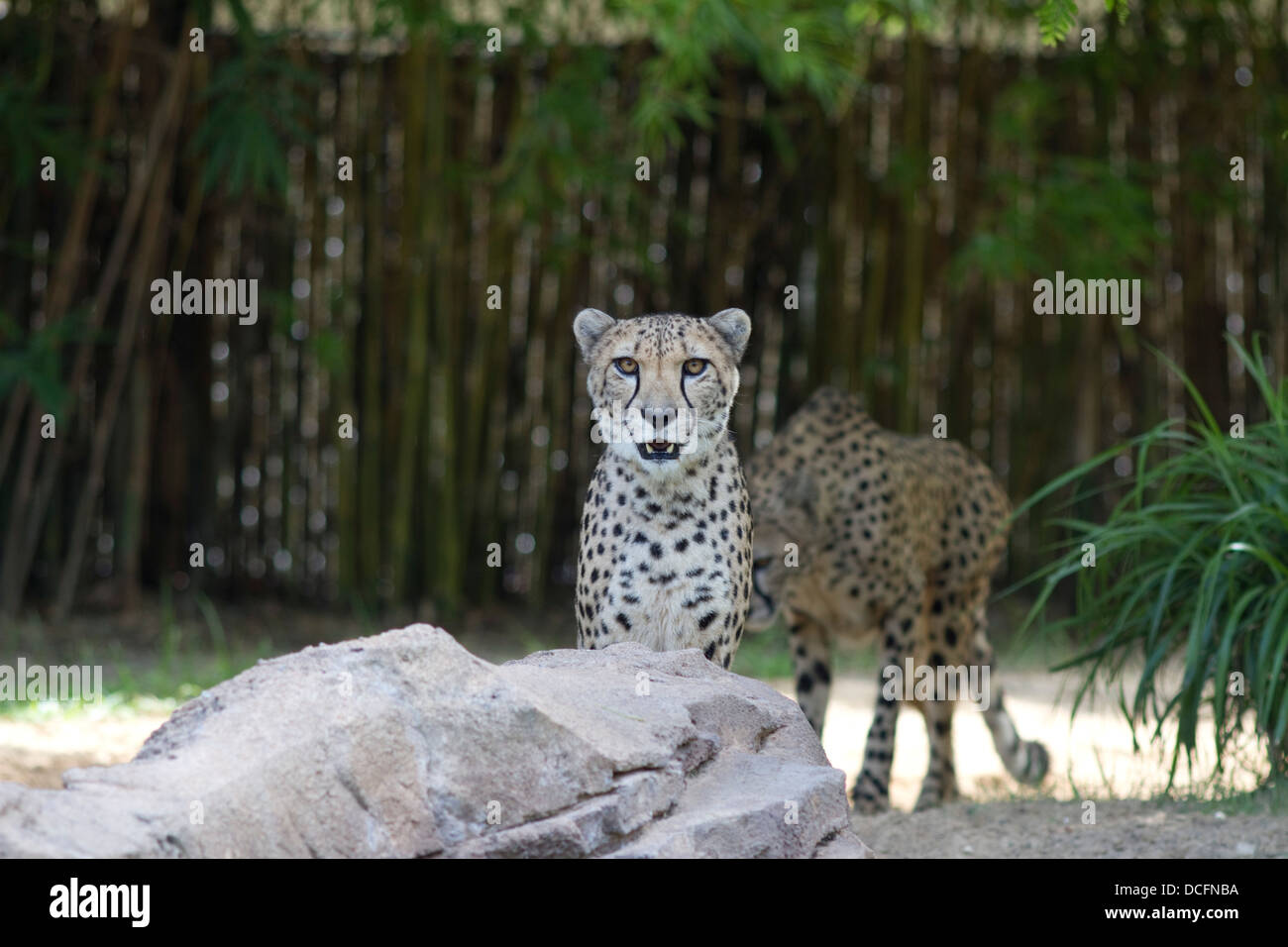 Cheetah, Acinonyx jubatus, also known as the hunting leopard  found  in eastern and southern Africa Stock Photo