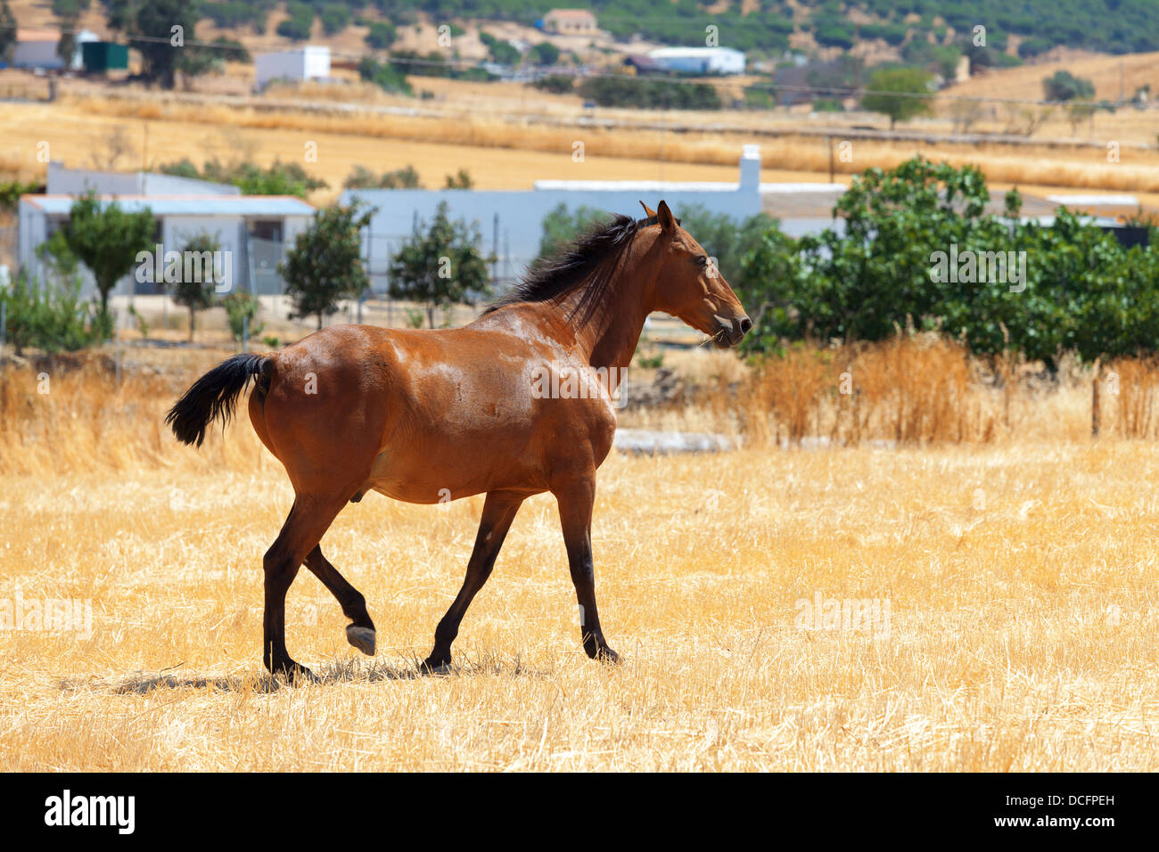 Horse with a well groomed and trimmed tail walking through a rural pasture with farm buildings visible in the distance Stock Photo