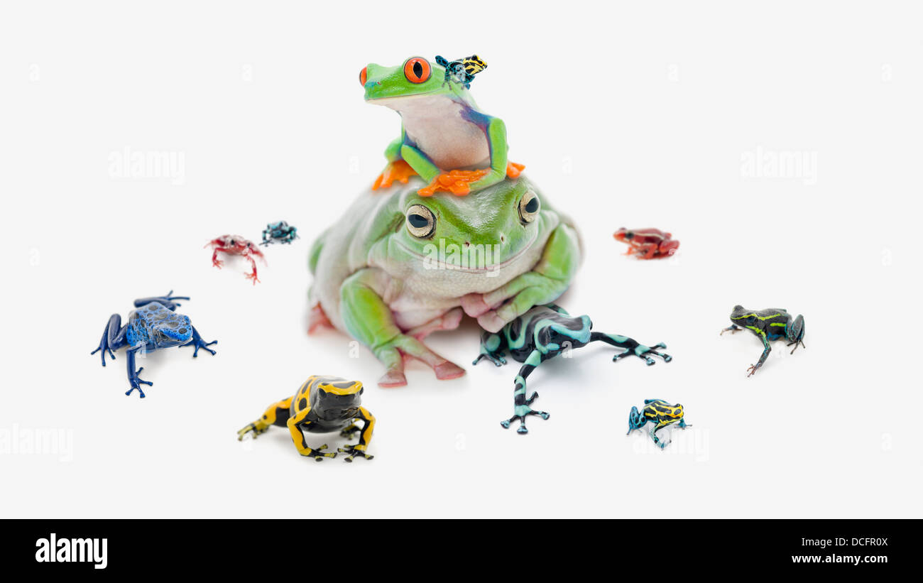 Large Group Of Varied And Colorful Poison Dart Frogs Stock Photo