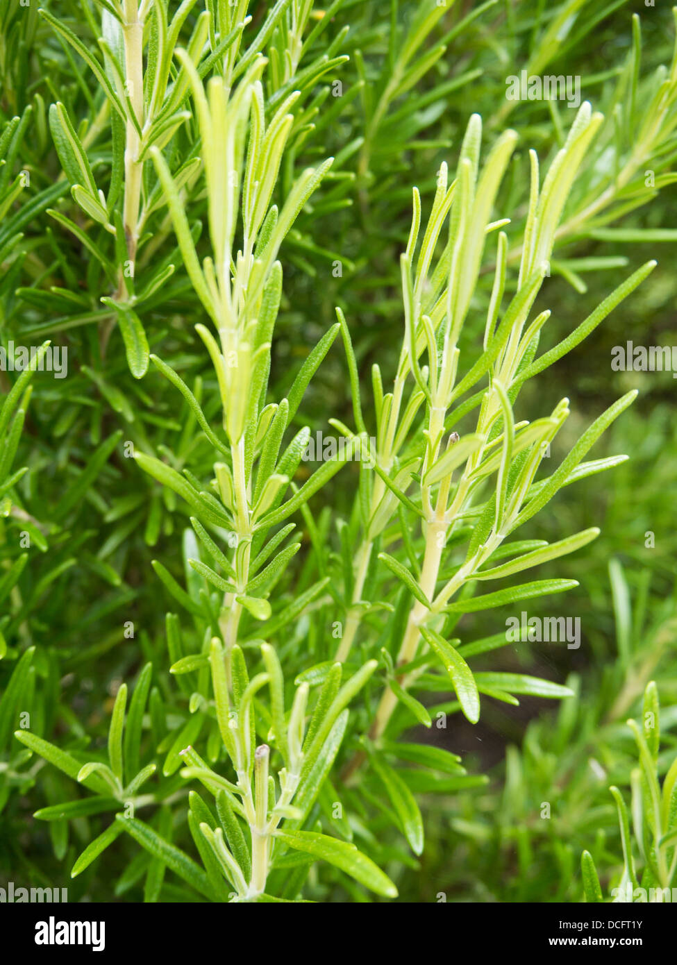 Rosemary growing in a garden. Rosemary is a herb that can be used for cooking. Stock Photo