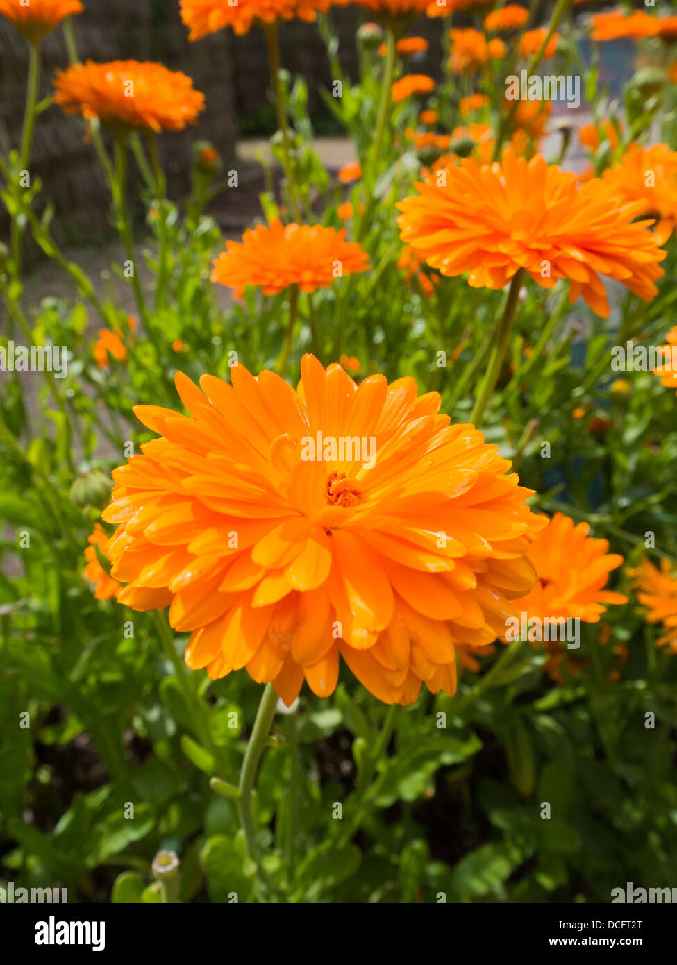 Wild Orange Flowers growing in the country side Stock Photo Alamy