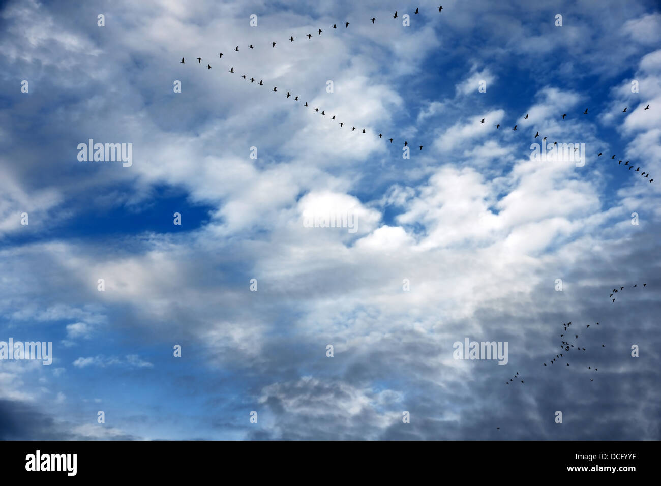 Geese in flight formation and beautiful sky Stock Photo