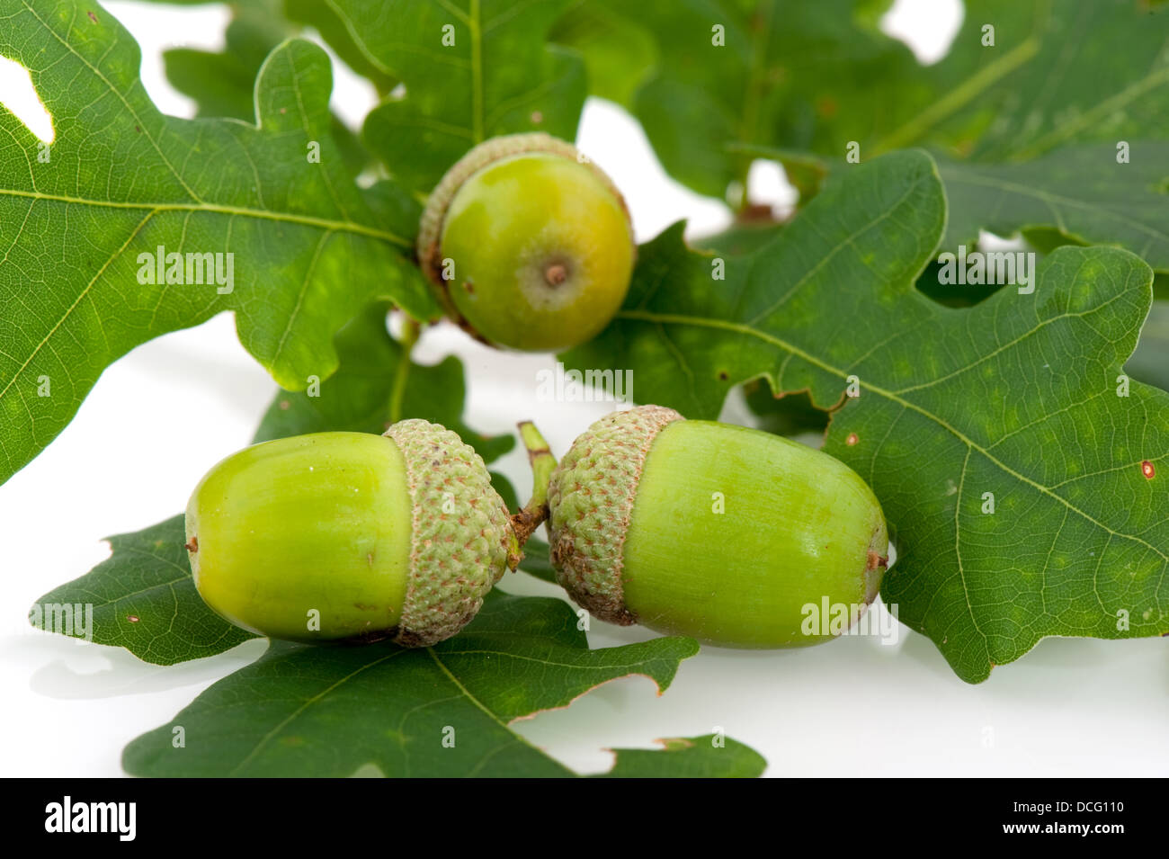 Acorns in autumn isolated hi-res stock photography and images - Alamy