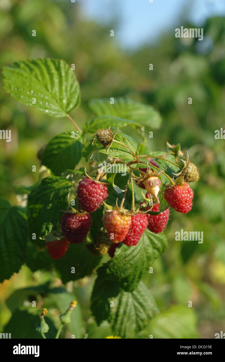 Rasp leaf hi-res stock photography and images - Alamy