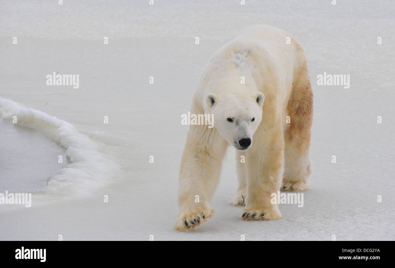 Polar bear. Stock Photo