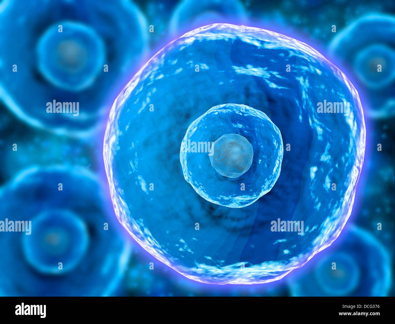 Group of human B-cells which play a large role in the immune response system. Stock Photo