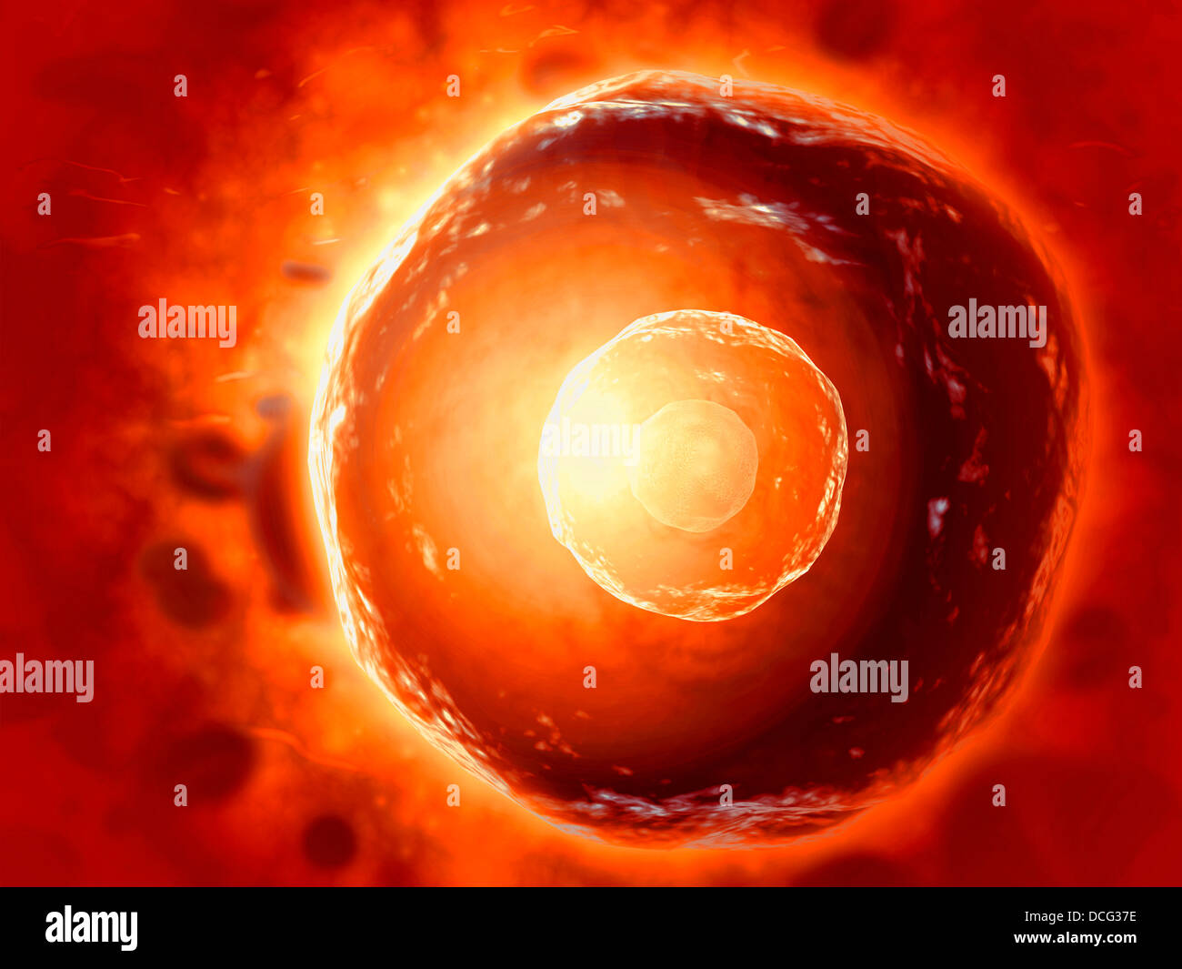 Microscopic view of human B-cells which play a large role in the immune response system. Stock Photo