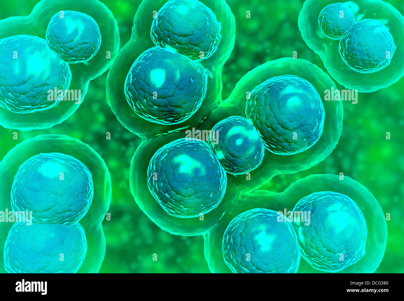 Microscopic view of chlamydia. Chlamydia is a common sexually transmitted disease (STD) caused by a bacterium. Stock Photo