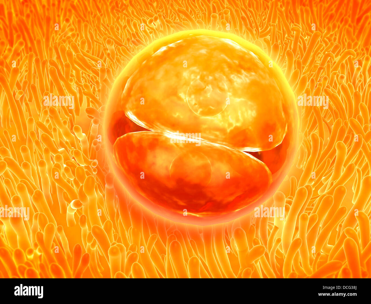 Embryo development 24-36 hours after fertilization. Stock Photo