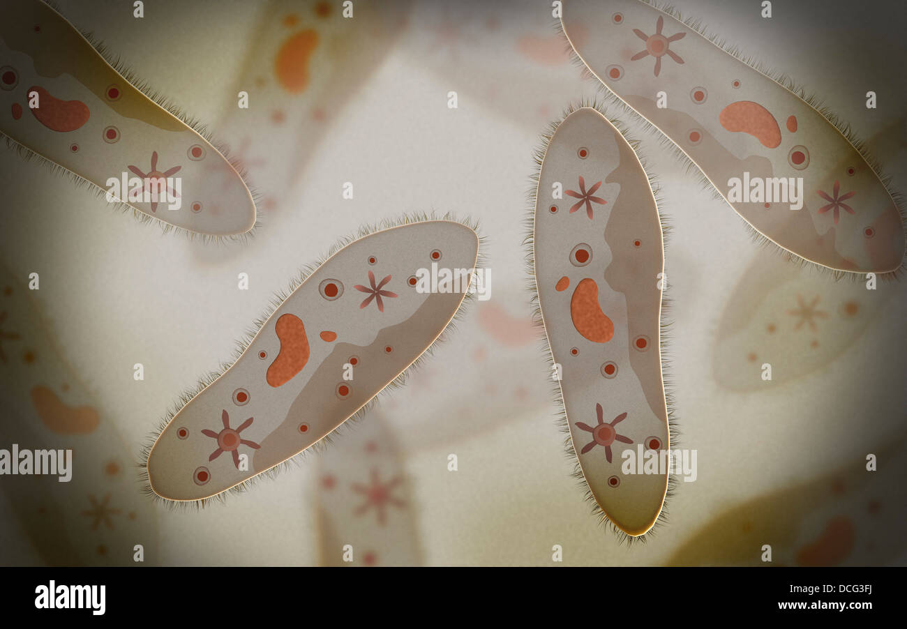 Microscopic view of paramecium. Stock Photo