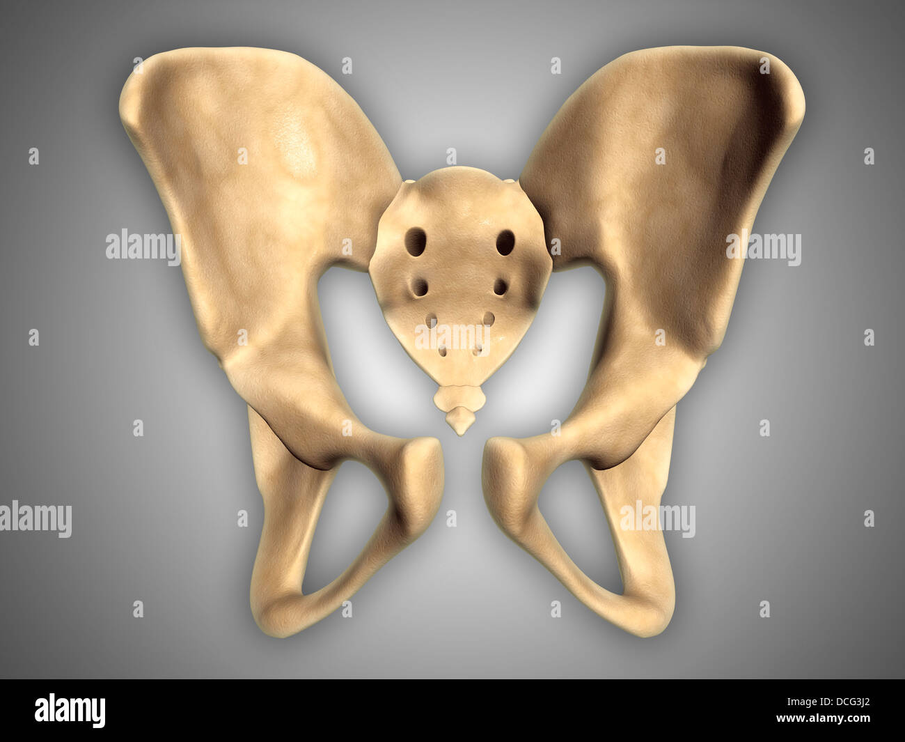 Anatomy of human pelvic bone. Stock Photo
