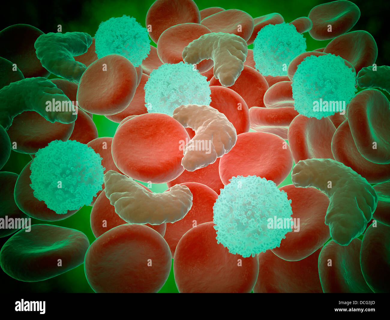 Conceptual image of sickle cell anemia with red blood cells and white bood cells. Stock Photo