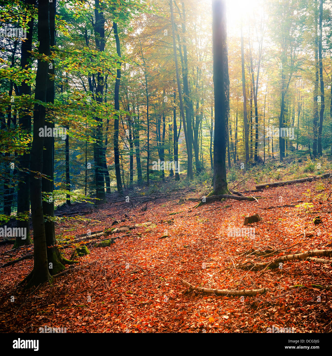 Sunny autumn forest Stock Photo - Alamy