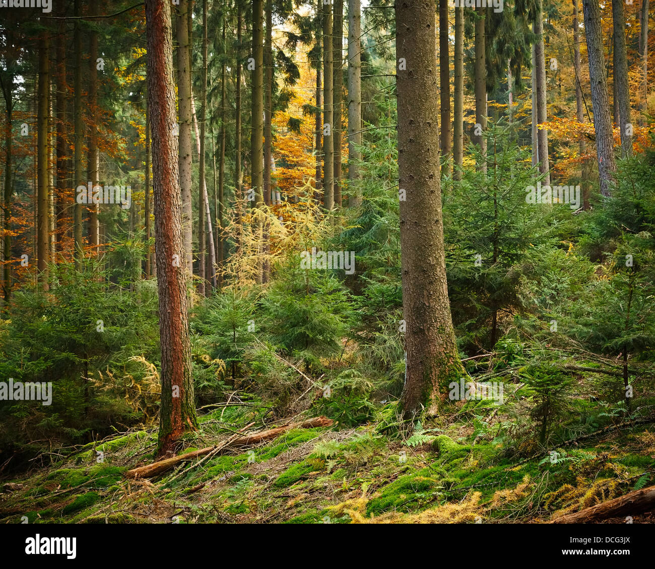 Spruce fir tree hi-res stock photography and images - Alamy