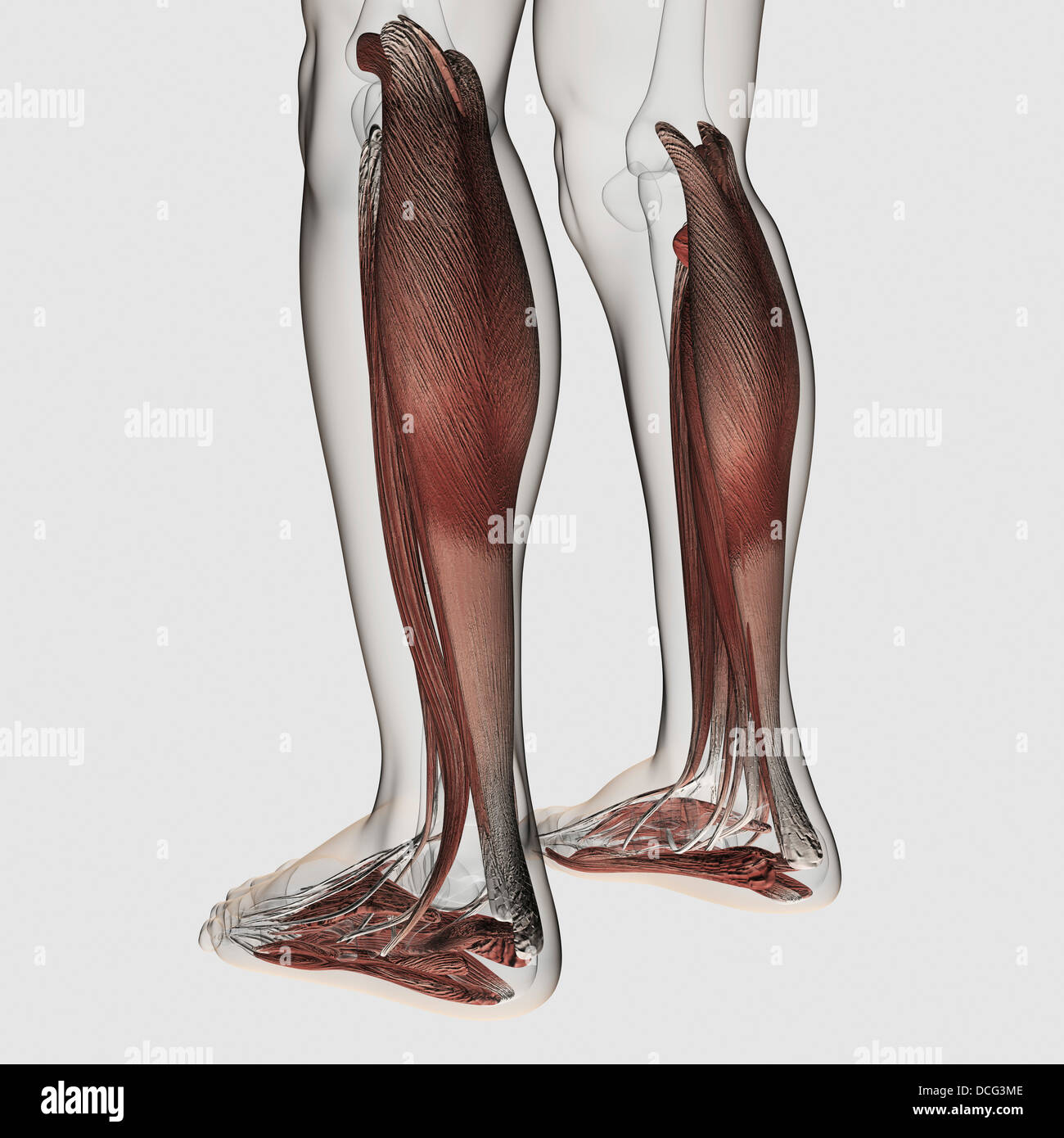 Male muscle anatomy of the human legs, anterior view. Stock Photo