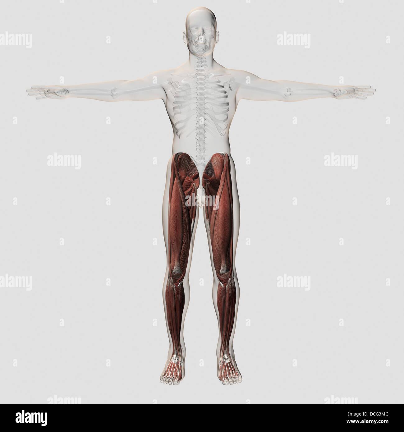 Male muscle anatomy of the human legs, anterior view. Stock Photo
