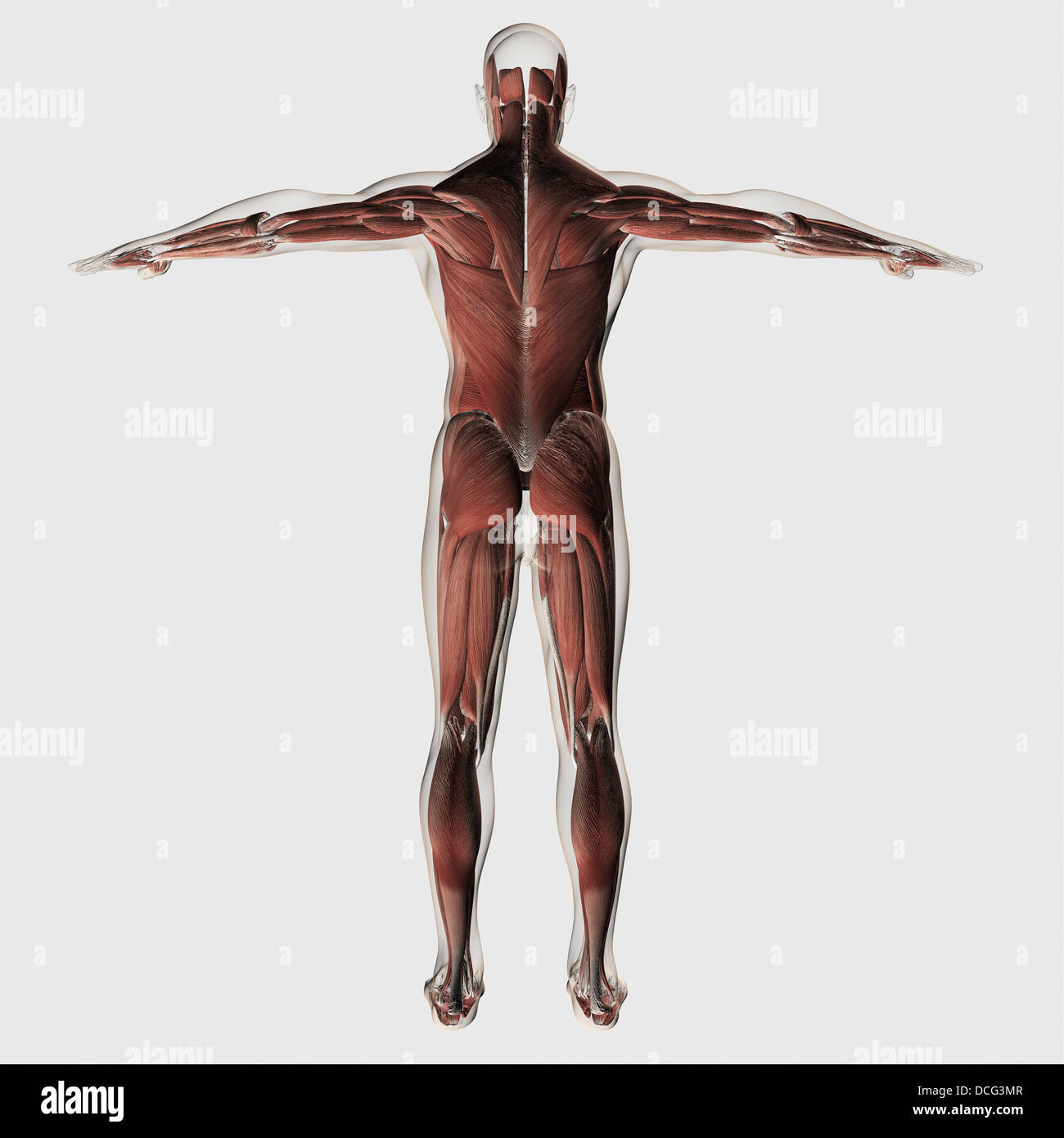 Anatomy of male muscular system, posterior view. Stock Photo