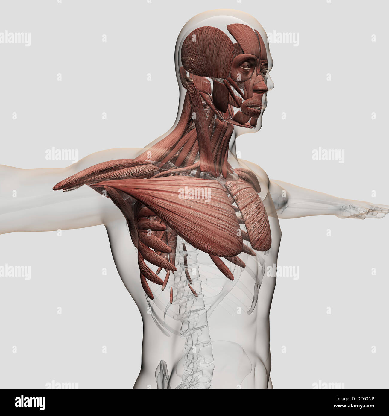 Anatomy of male muscles in upper body, anterior view. Stock Photo