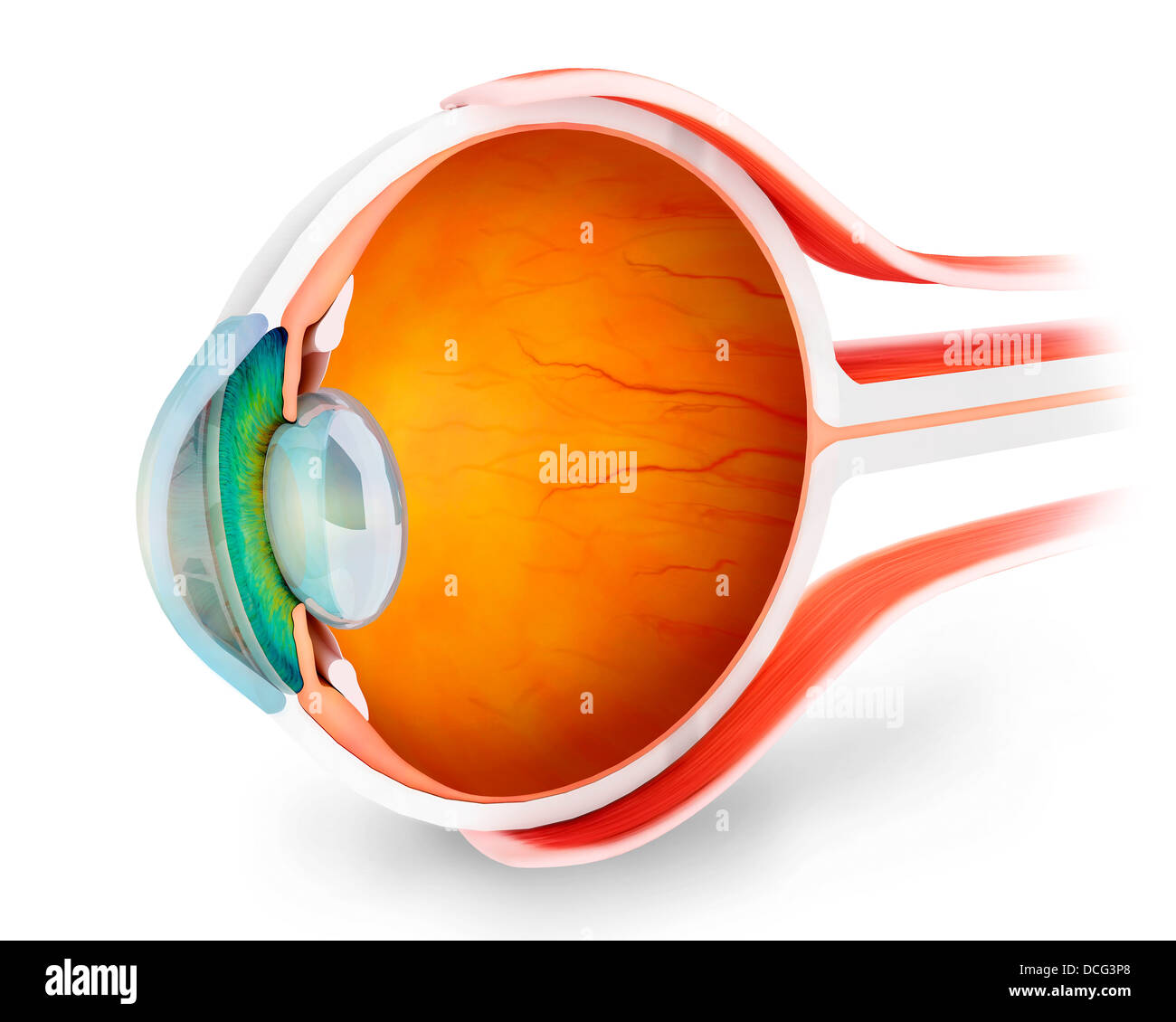 Anatomy of human eye, perspective. Stock Photo