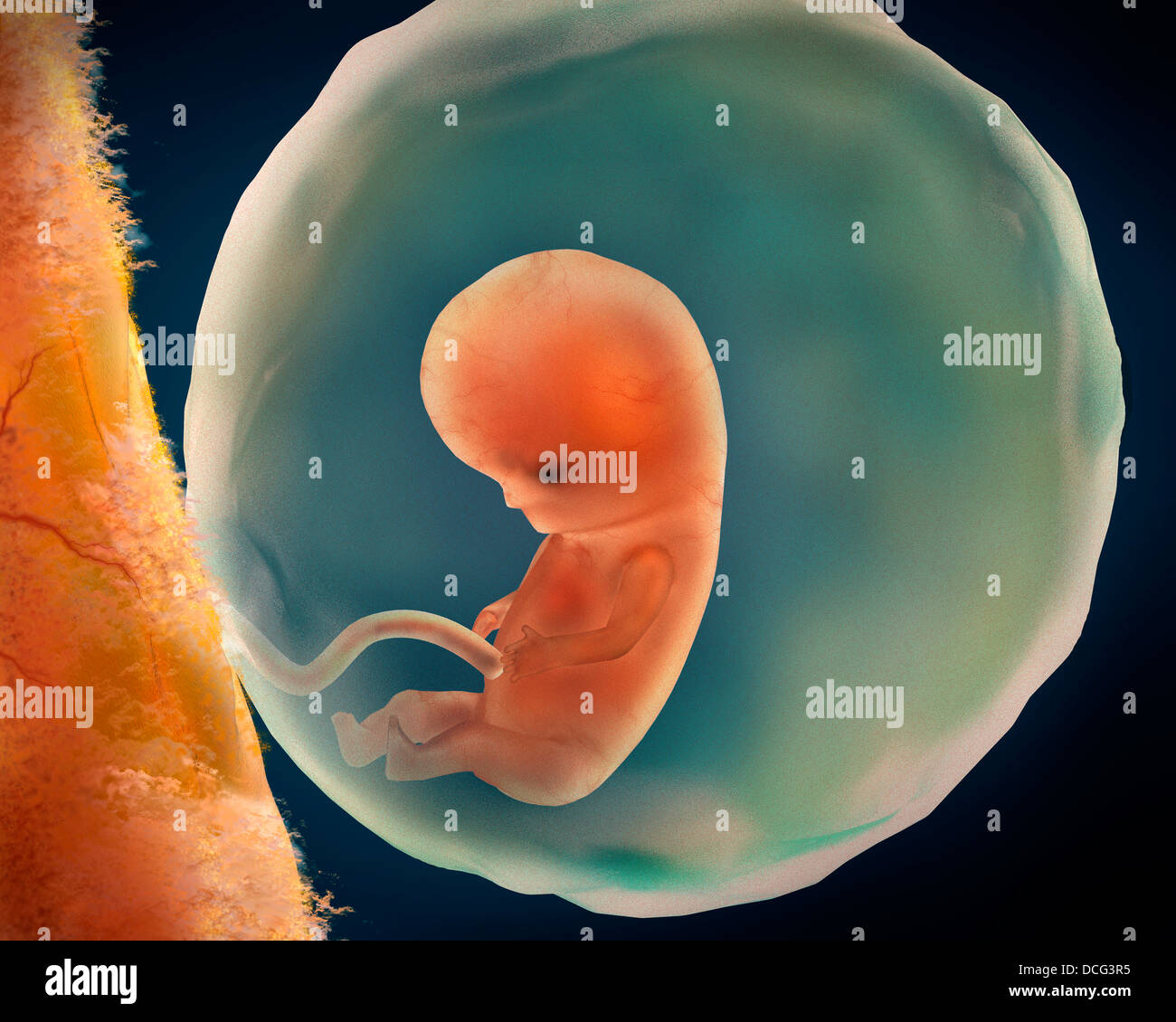 Medical illustration of fetus development at 9 weeks. Stock Photo