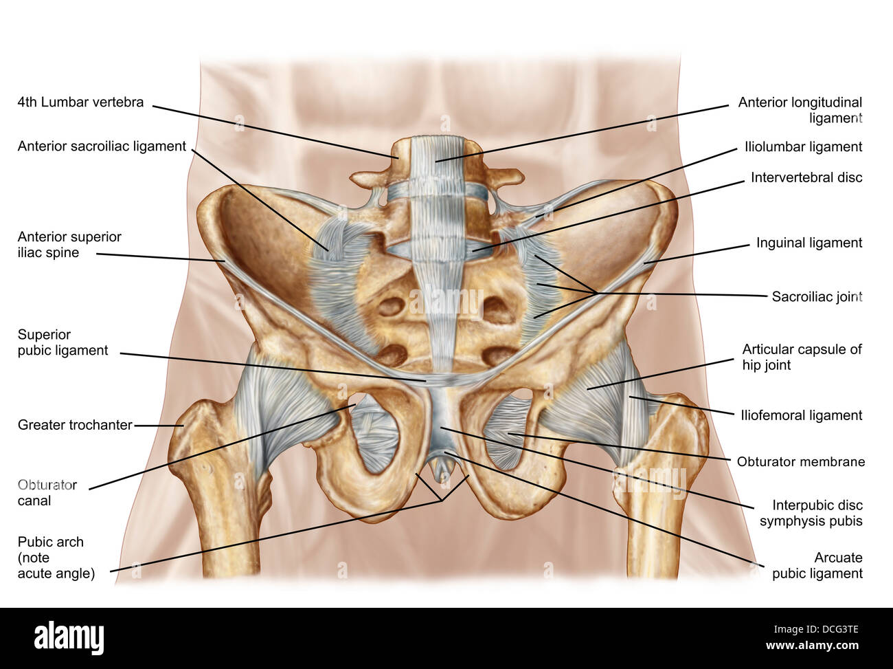 Anatomy of human pelvic bone and ligaments. Stock Photo