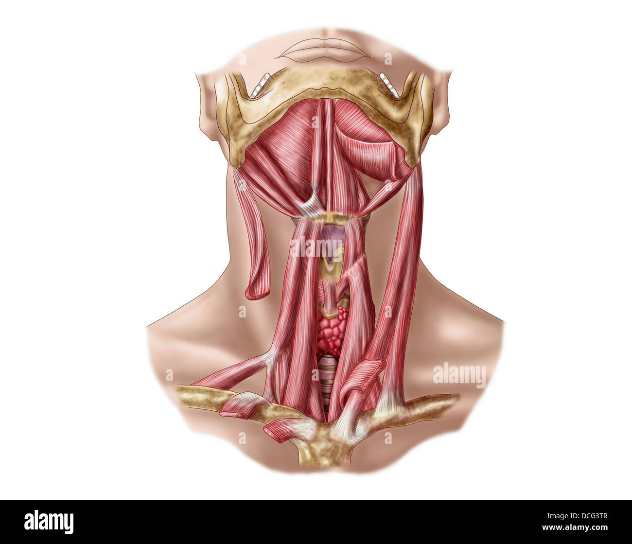 Anatomy of human hyoid bone and muscles, anterior view. Stock Photo