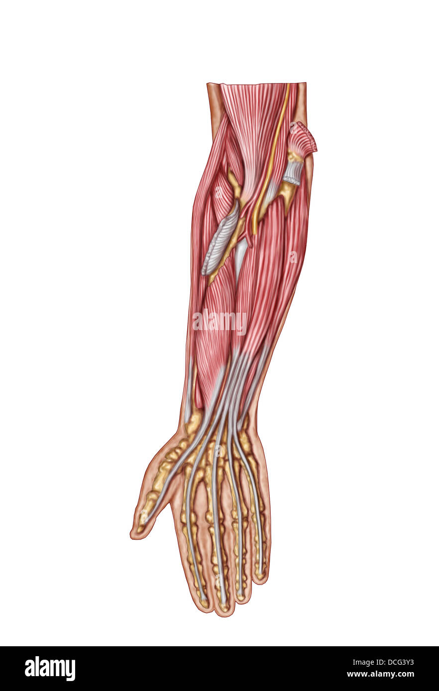 Anatomy of human forearm muscles, deep anterior view. Stock Photo