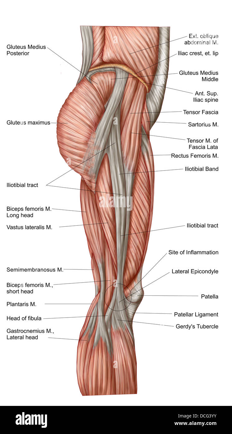 Anatomy of human thigh muscles, anterior view. Stock Photo