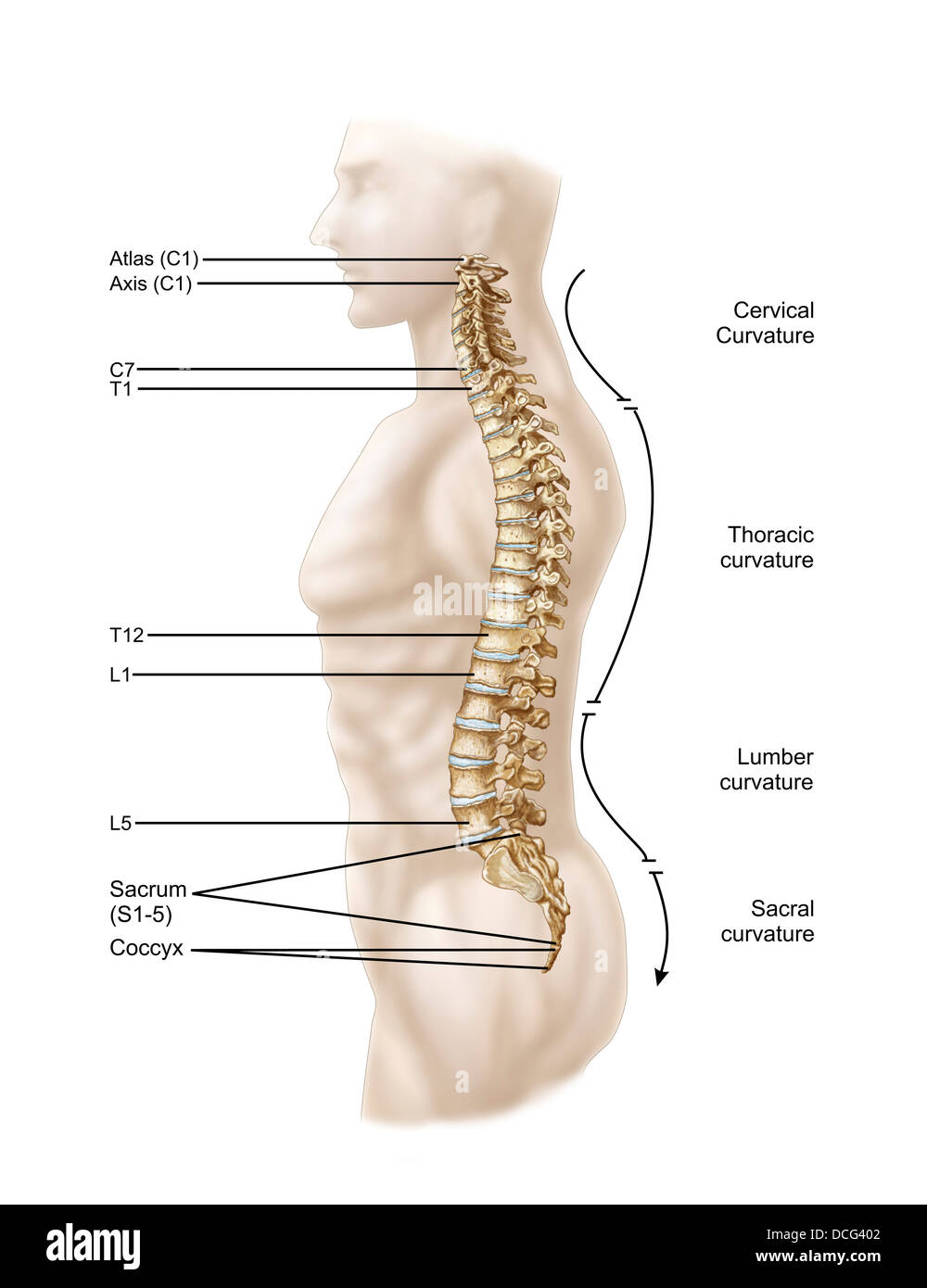 Anatomy of human vertebral column, left lateral view. Stock Photo