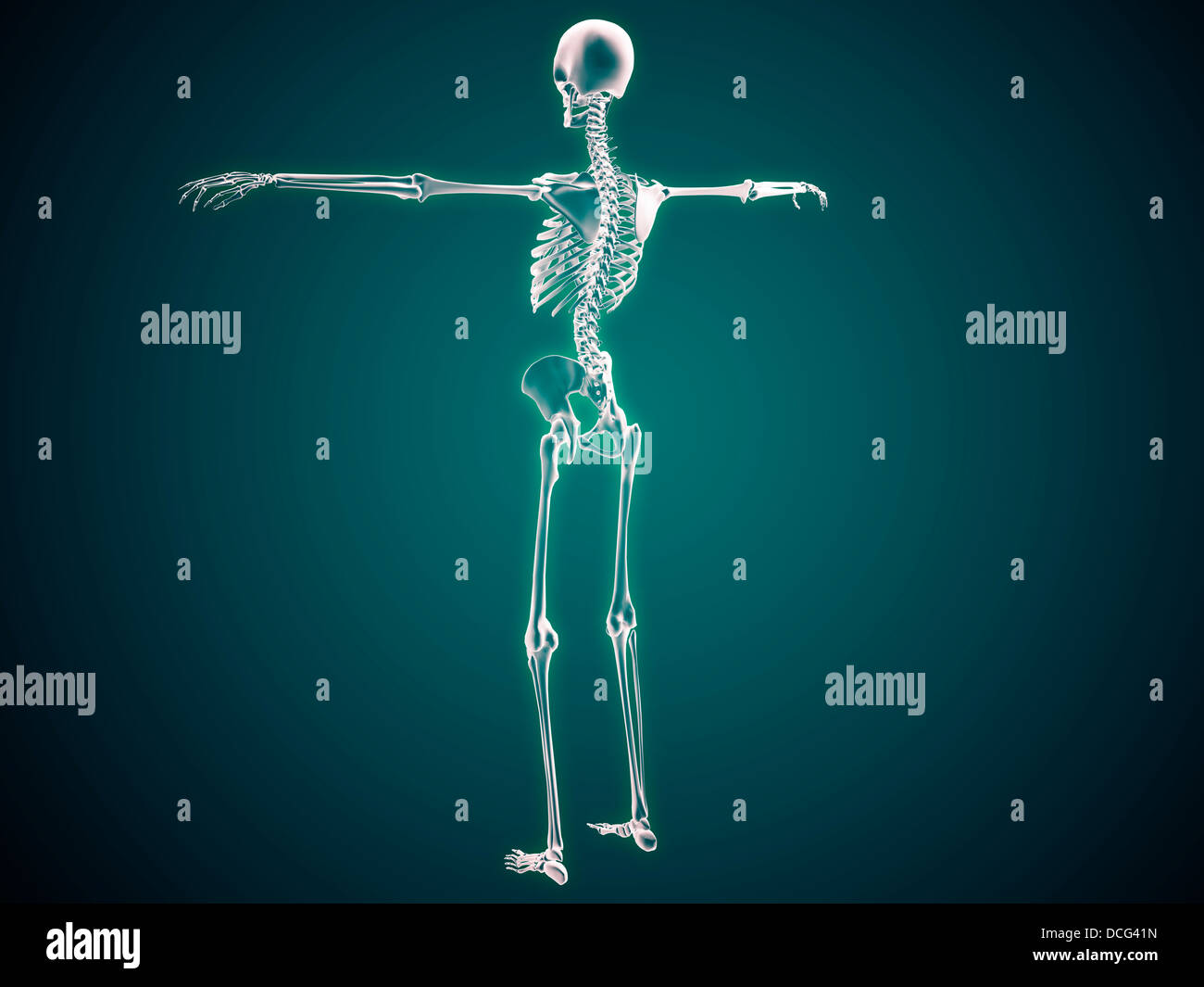Conceptual image of human skeletal system. Stock Photo