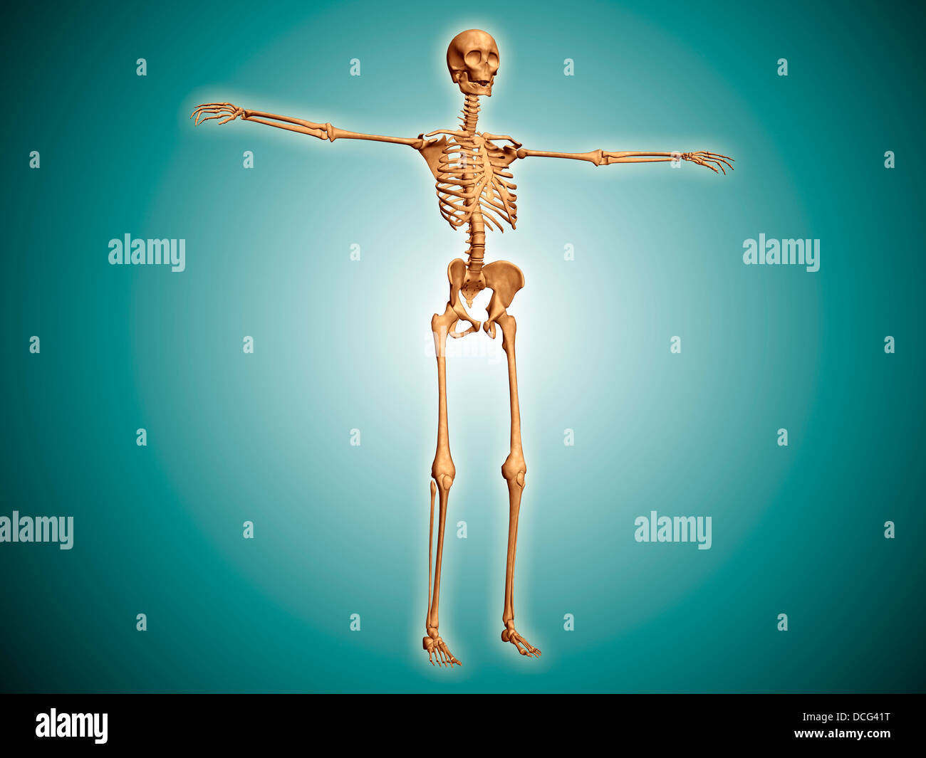 Perspective view of human skeletal system. Stock Photo