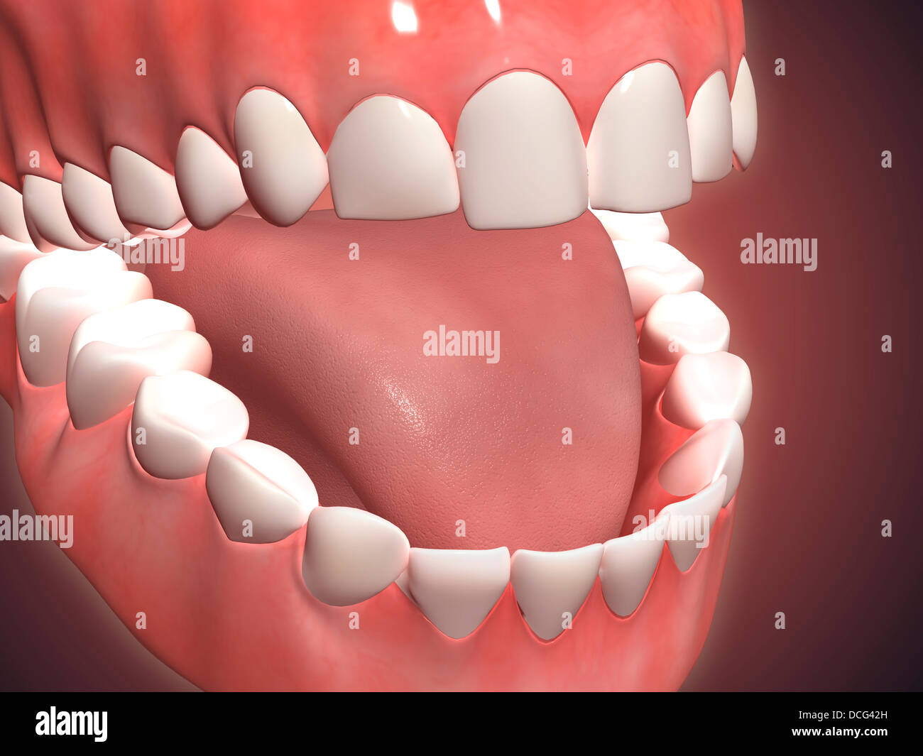 Medical illustration of human mouth open, showing teeth, gums and tongue. Stock Photo