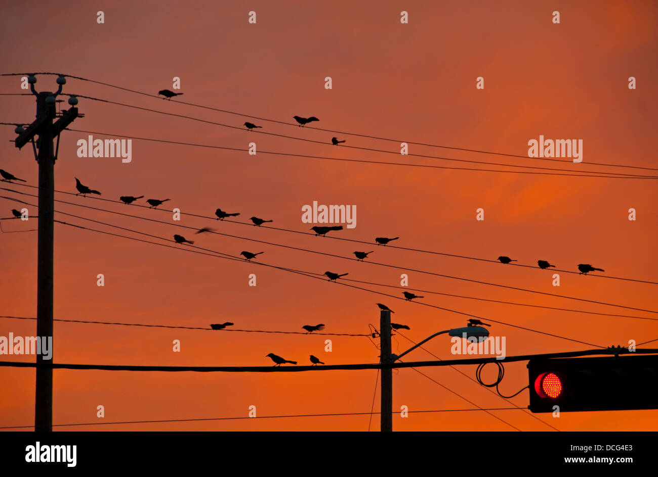 Red-wing blackbirds on telephone lines at sunset Stock Photo
