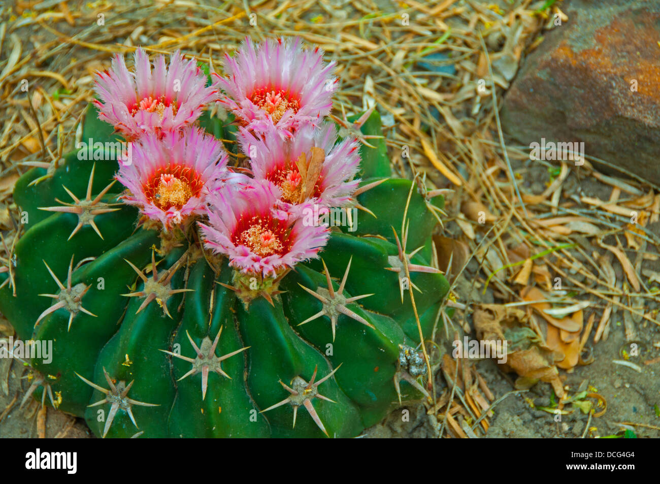 Horse crippler cactus at the Valley Nature Center, Weslaco, Texas Stock Photo