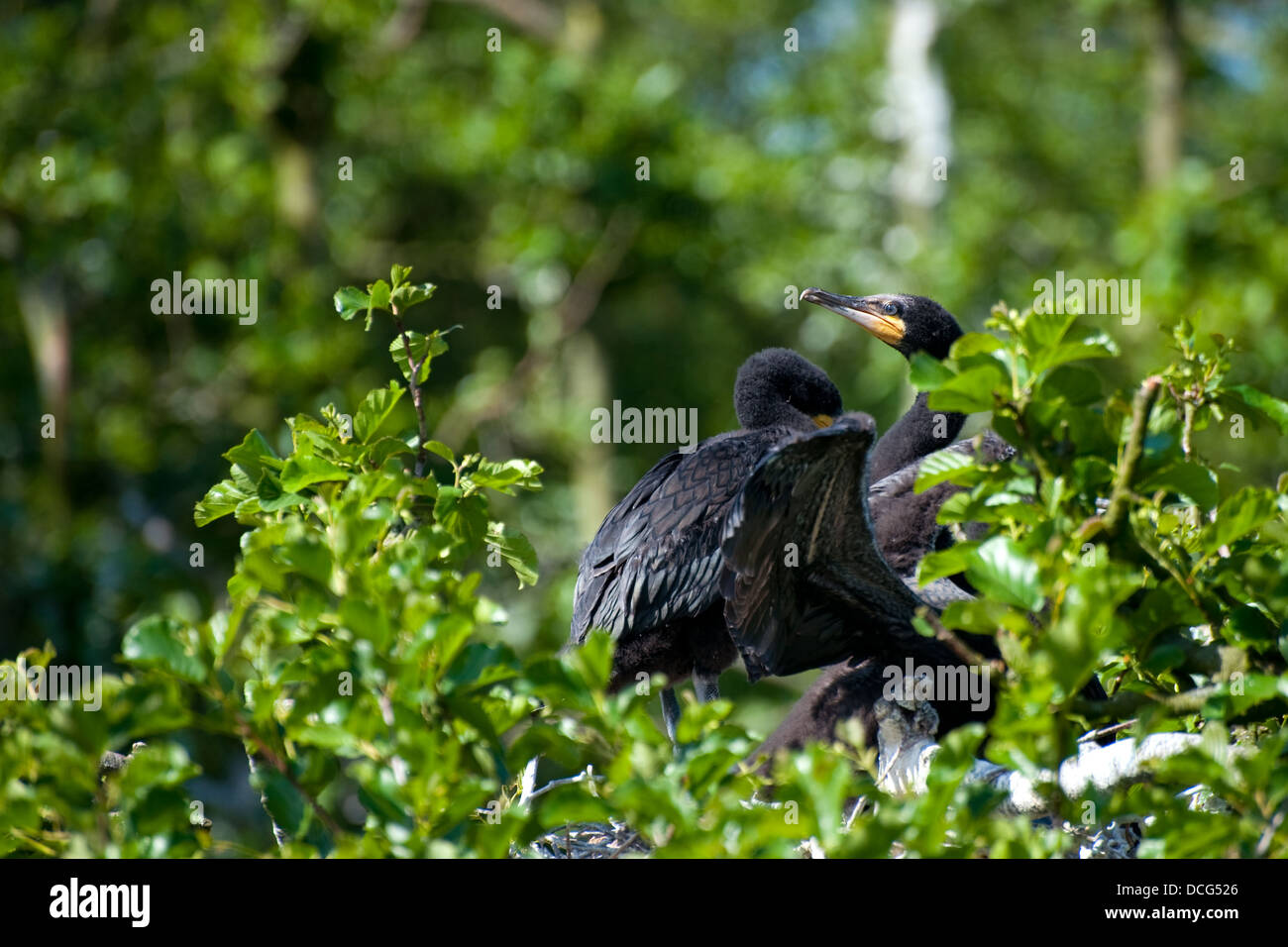 Cormorants tree hi-res stock photography and images - Alamy
