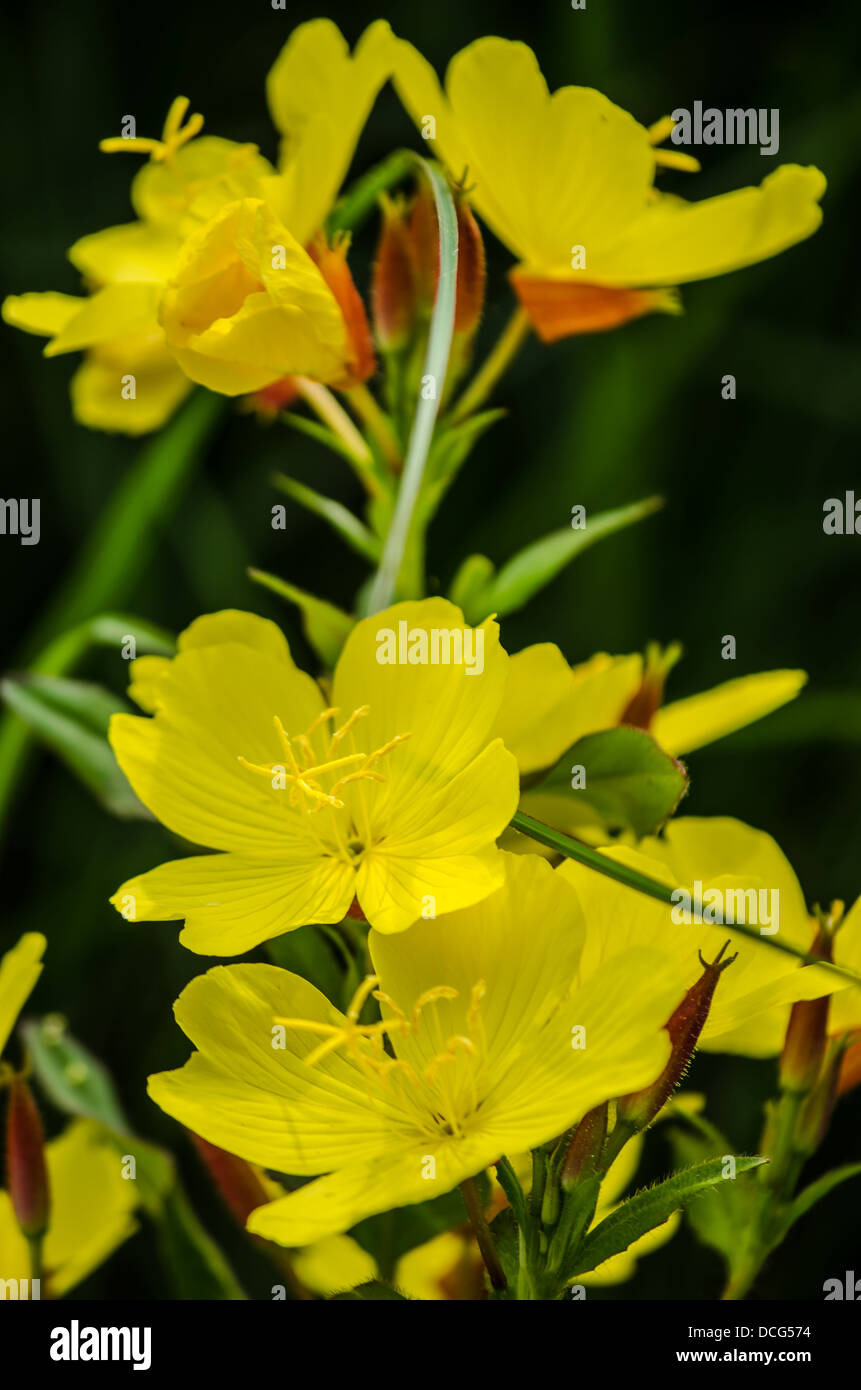 Sun Drop perennial flower. Stock Photo