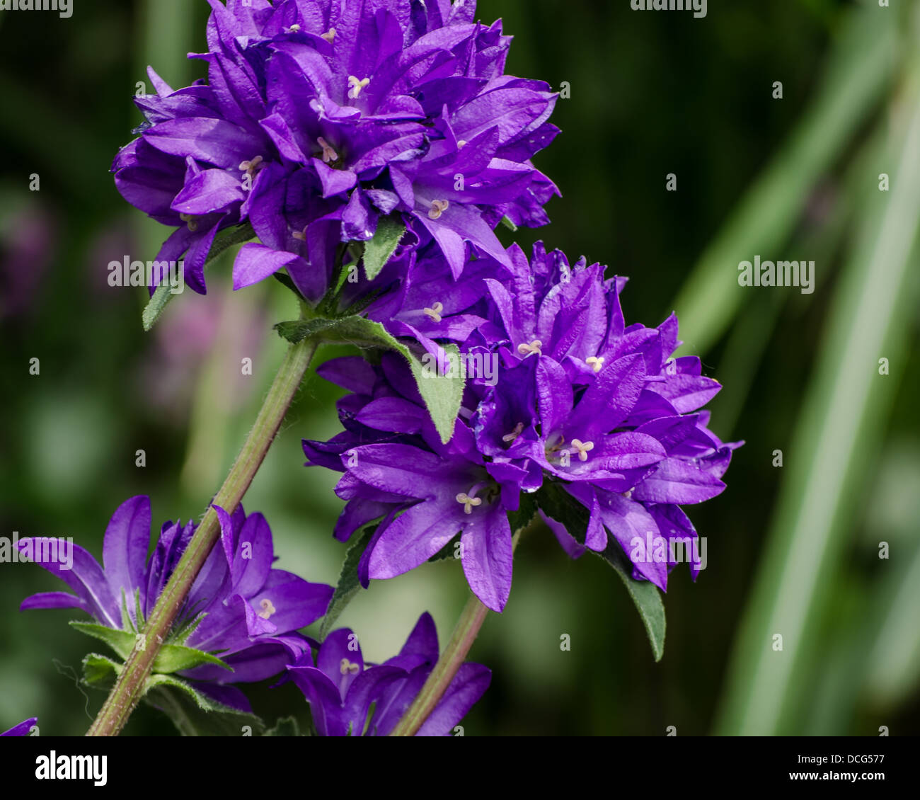 Bachelor Buttons Flower Stock Photo