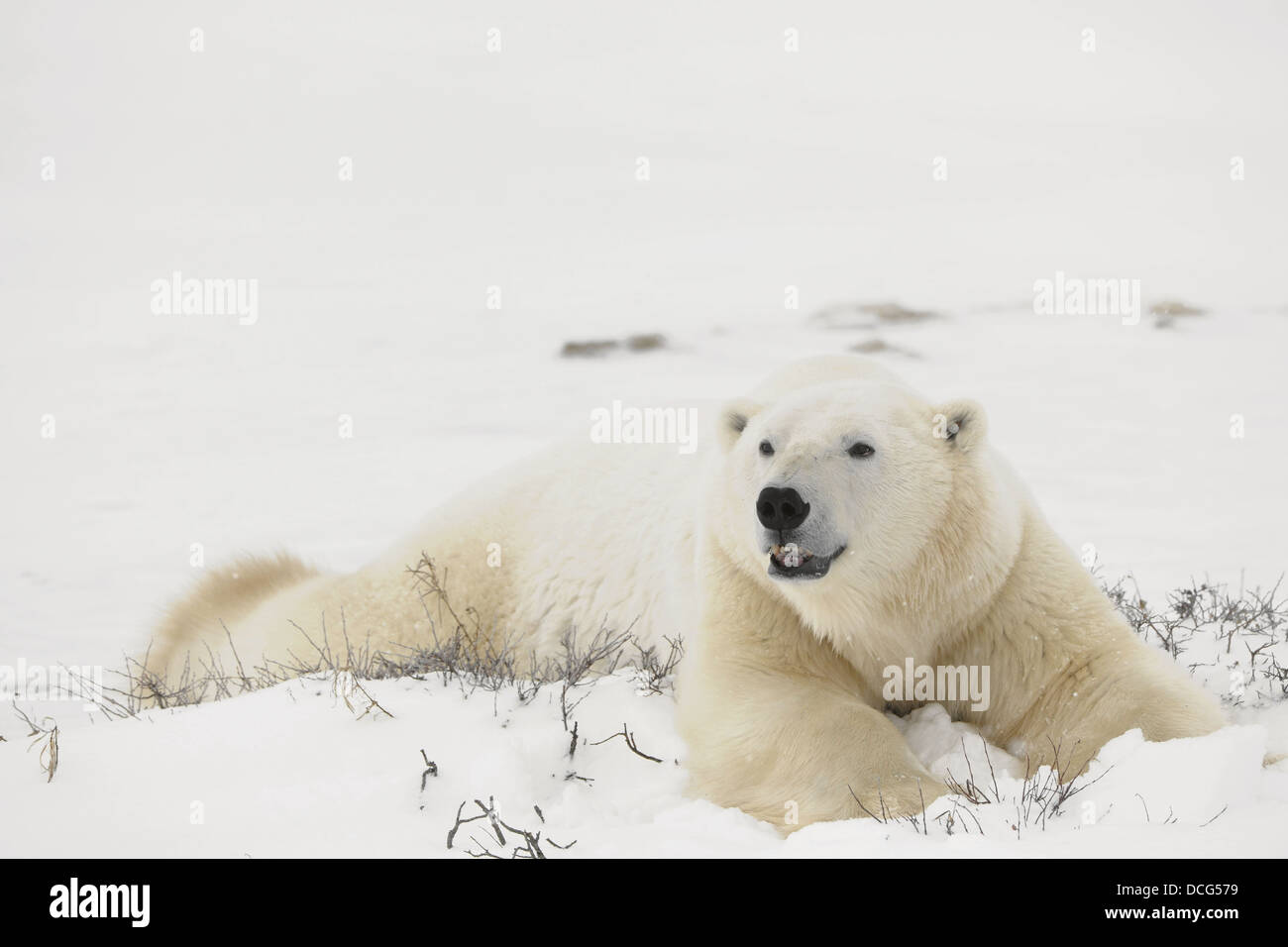 Rest of polar bears. Stock Photo