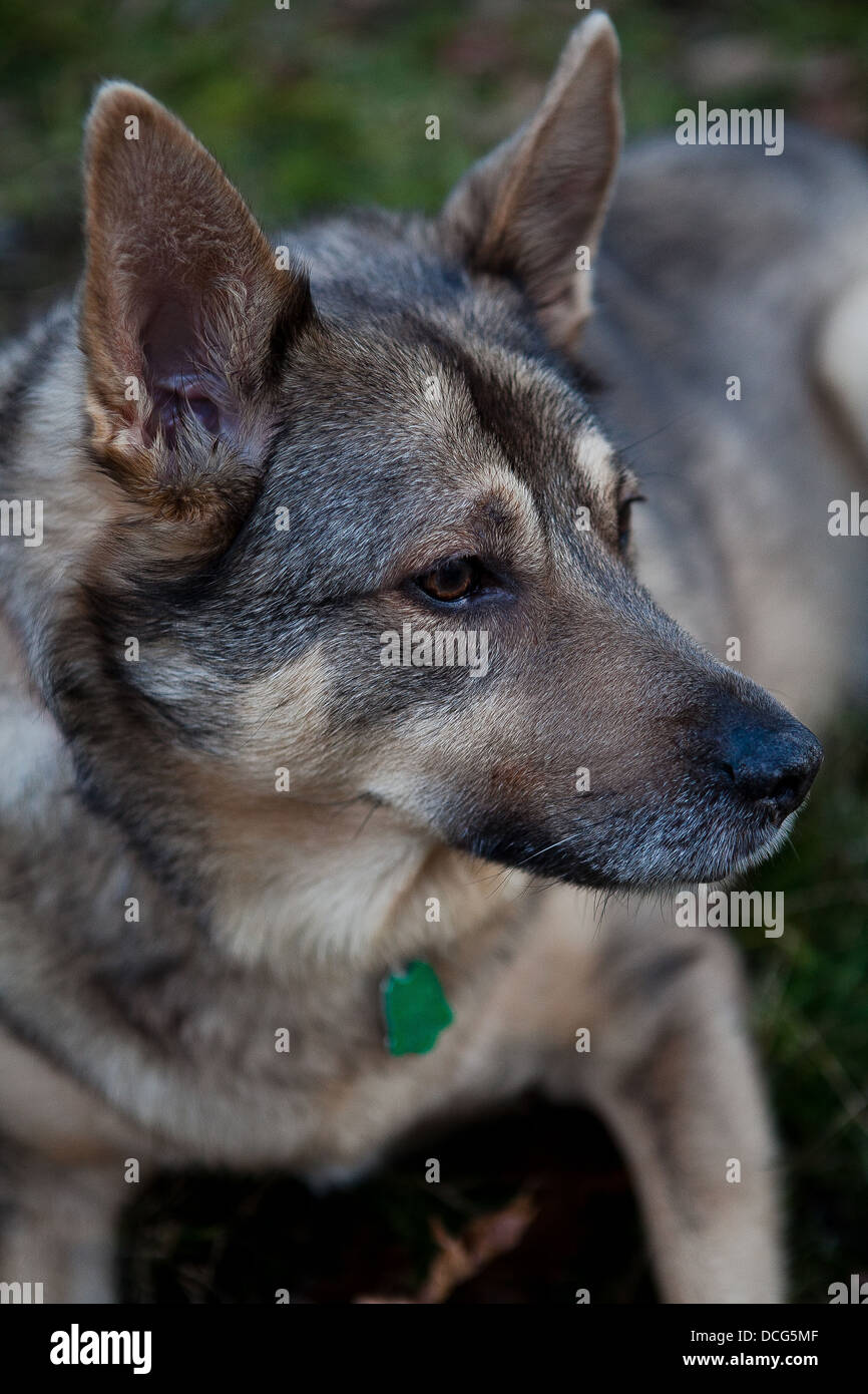 A dog in the grass Stock Photo - Alamy