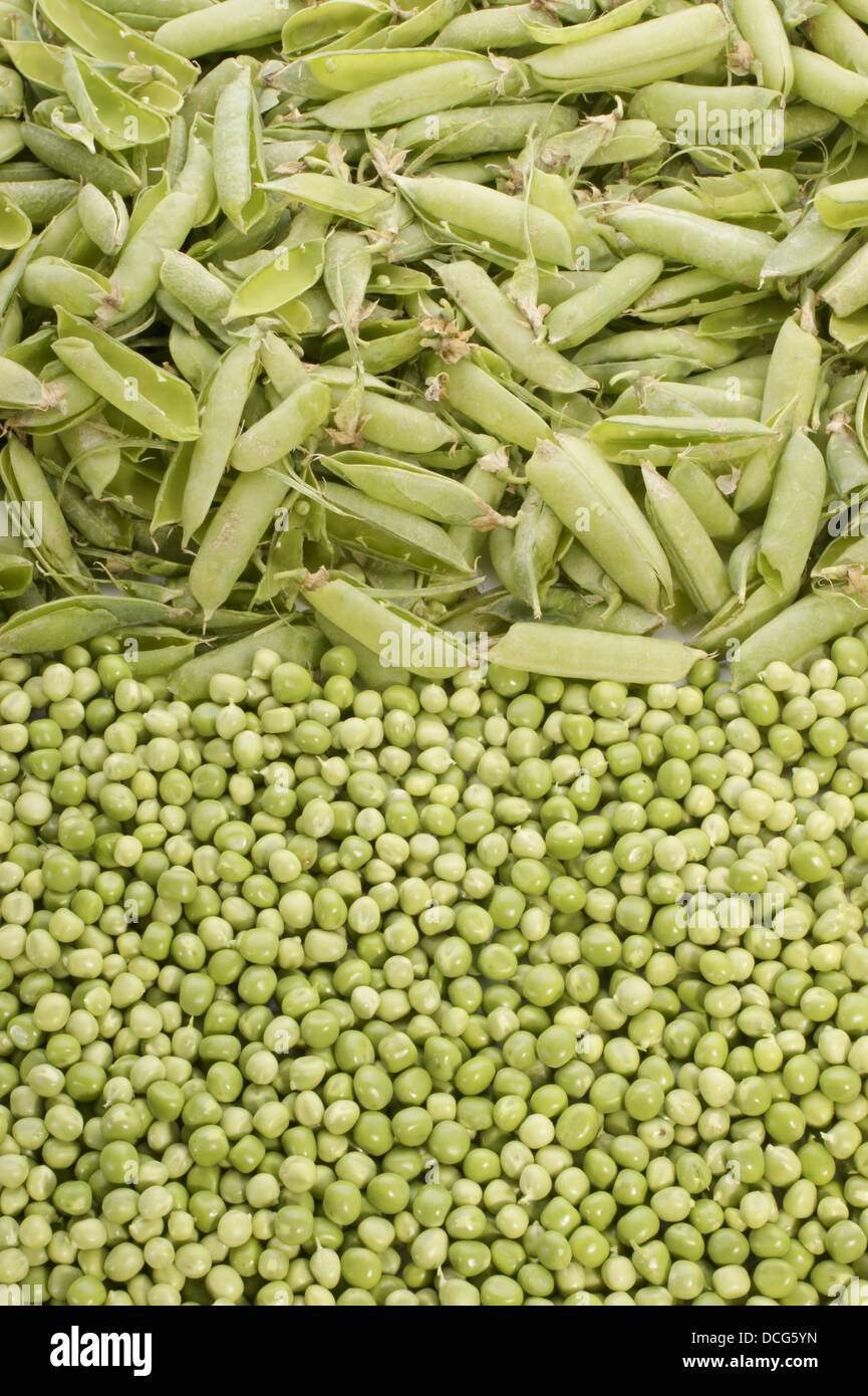 fresh peas from the garden ready for cooking Stock Photo Alamy