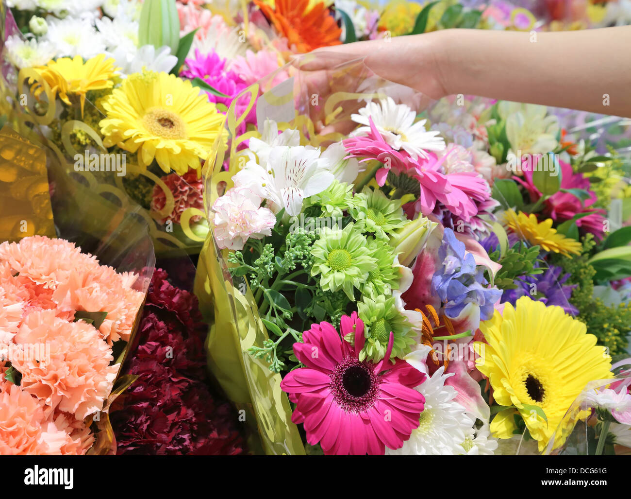 Picking a bouquet flowers Stock Photo