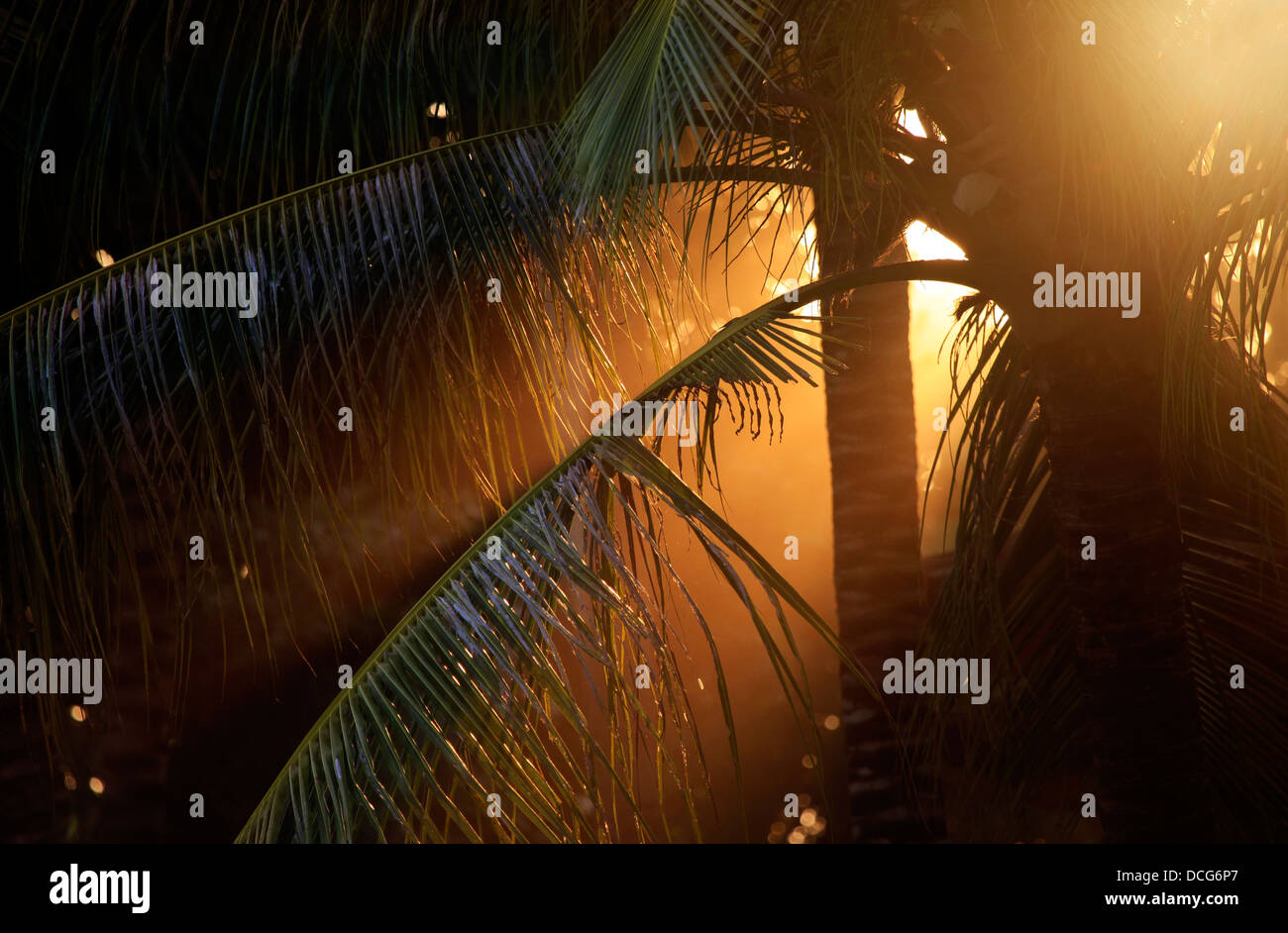 Branch of palm Stock Photo - Alamy