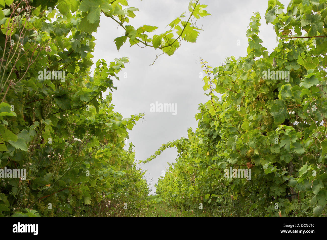 Long rows of vines in a winery Stock Photo - Alamy