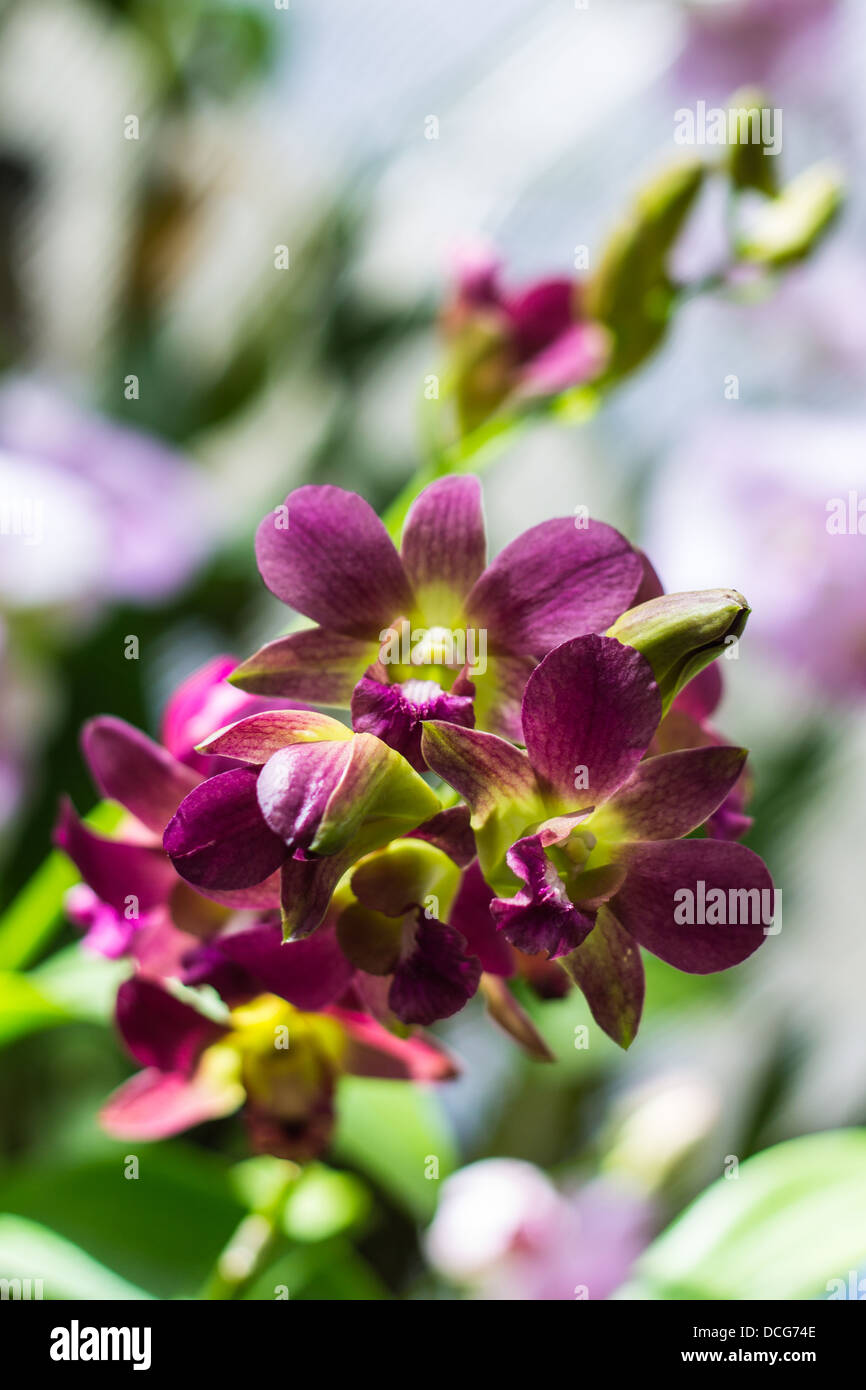 Photos of orchids hi-res stock photography and images - Alamy