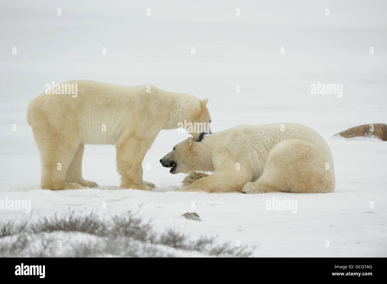 Entertainments of polar bears. Stock Photo