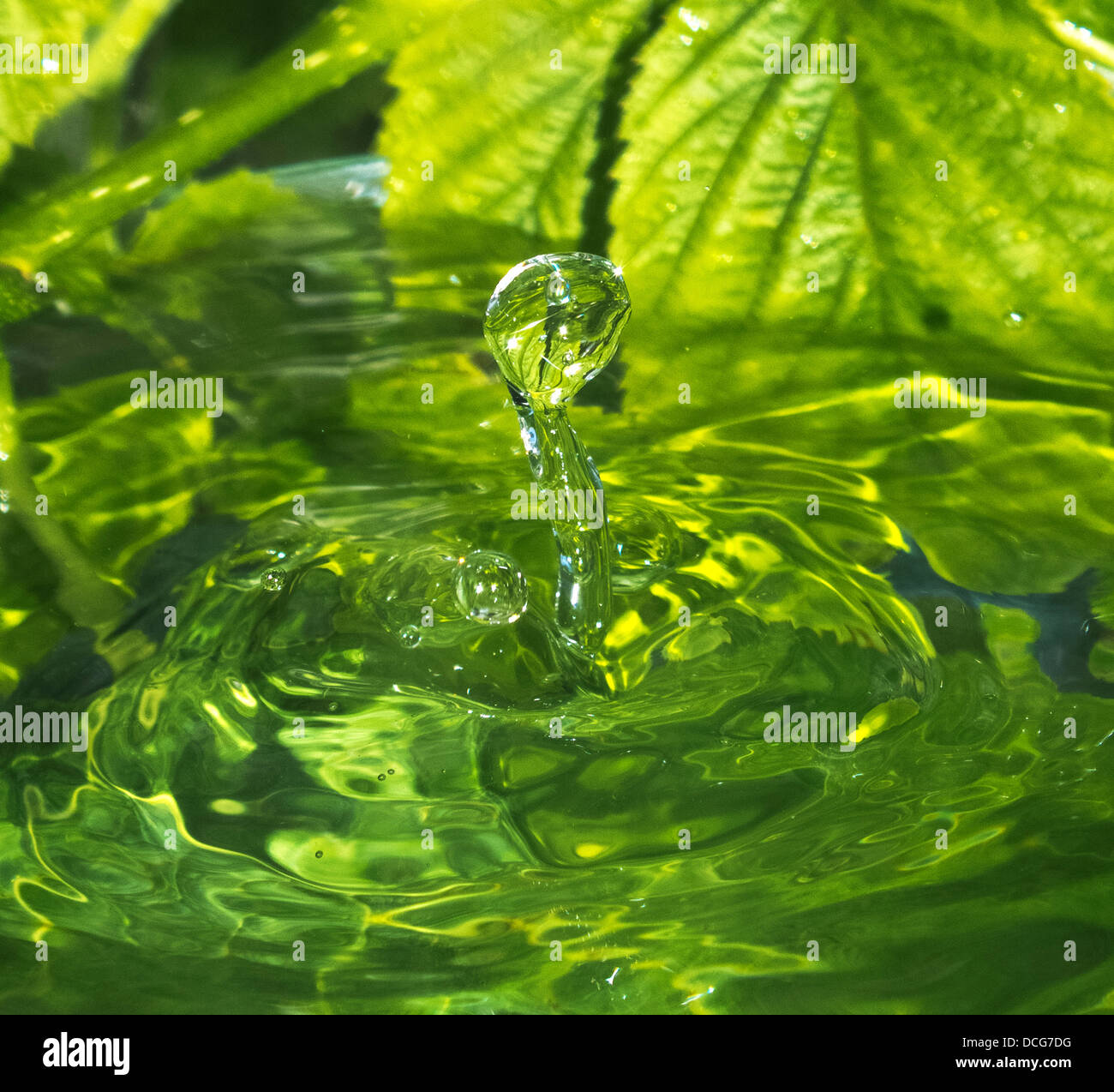 drop of rain water Stock Photo Alamy