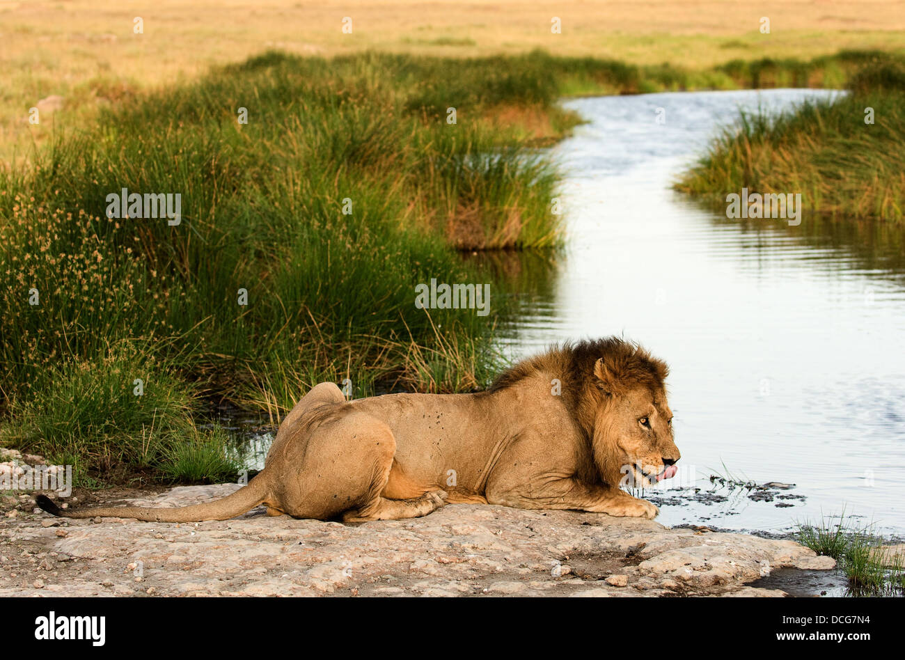 Lion on a watering place Stock Photo