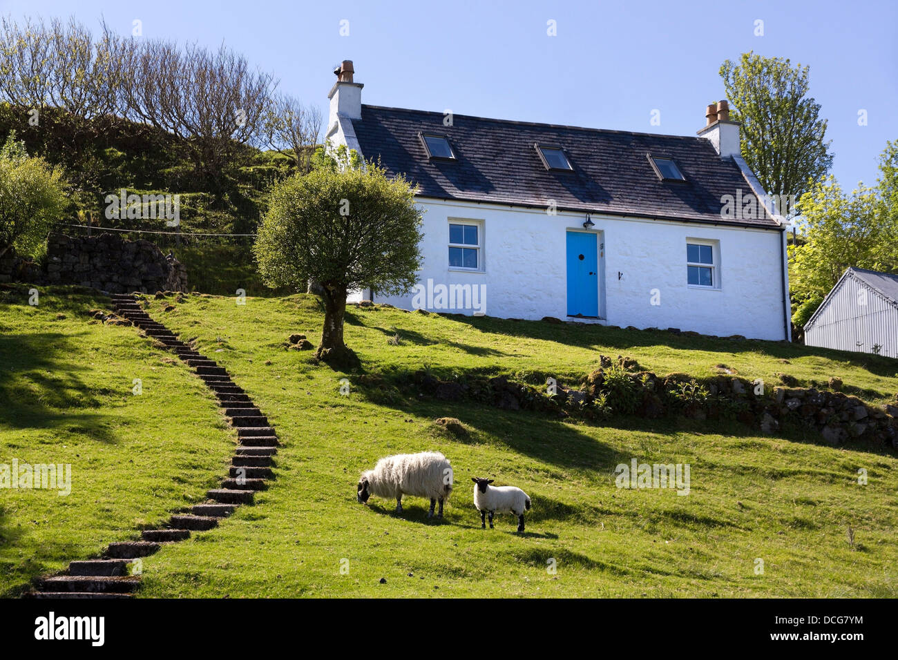 White Scottish Highland croft cottage with blue door and grazing sheep, The Braes (near Portree), Isle of Skye, Scotland, UK Stock Photo