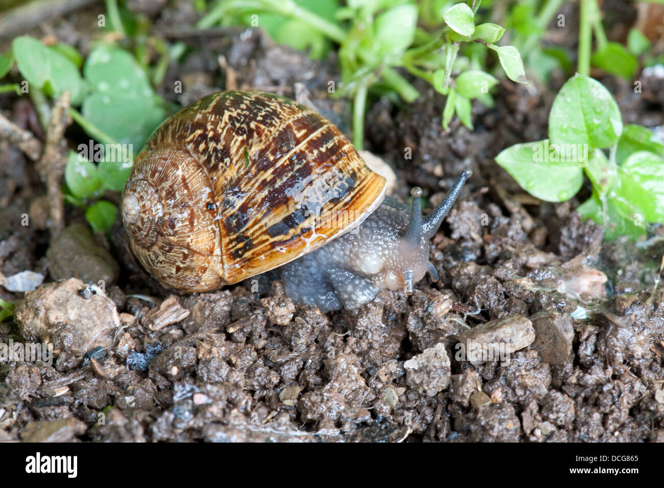A common British garden snail muches it way through a Devon UK garden