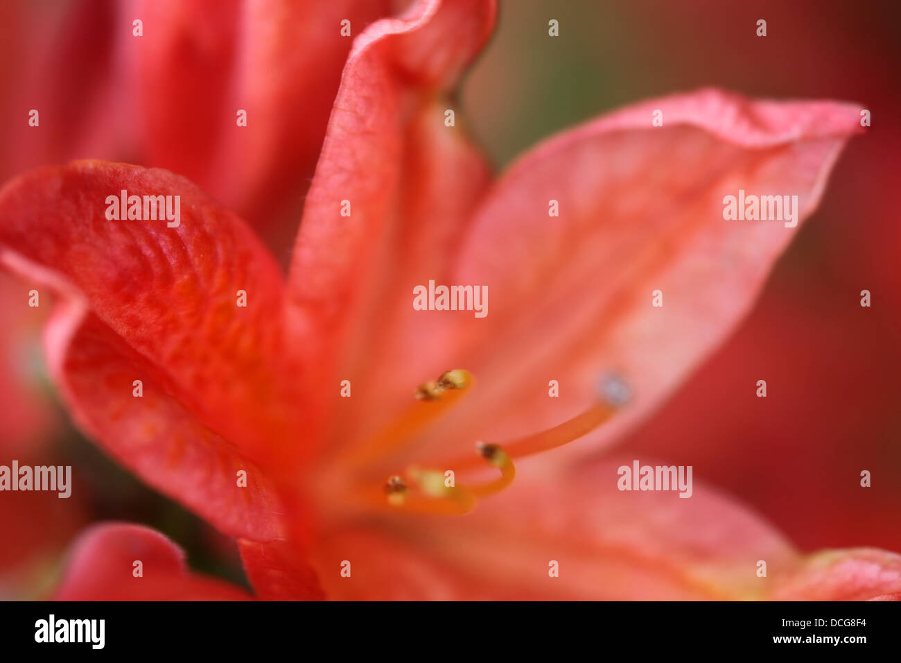 Azalea - Rhododendron 'Hinodegiri' - Flower detail Stock Photo